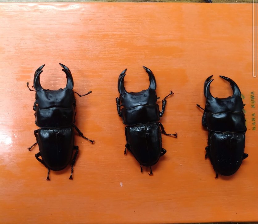 酔いどれ(関東奈良輪収会所) tweet media