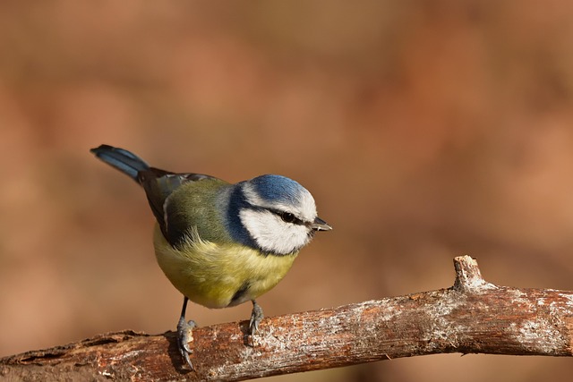 Mary Wright tweet media