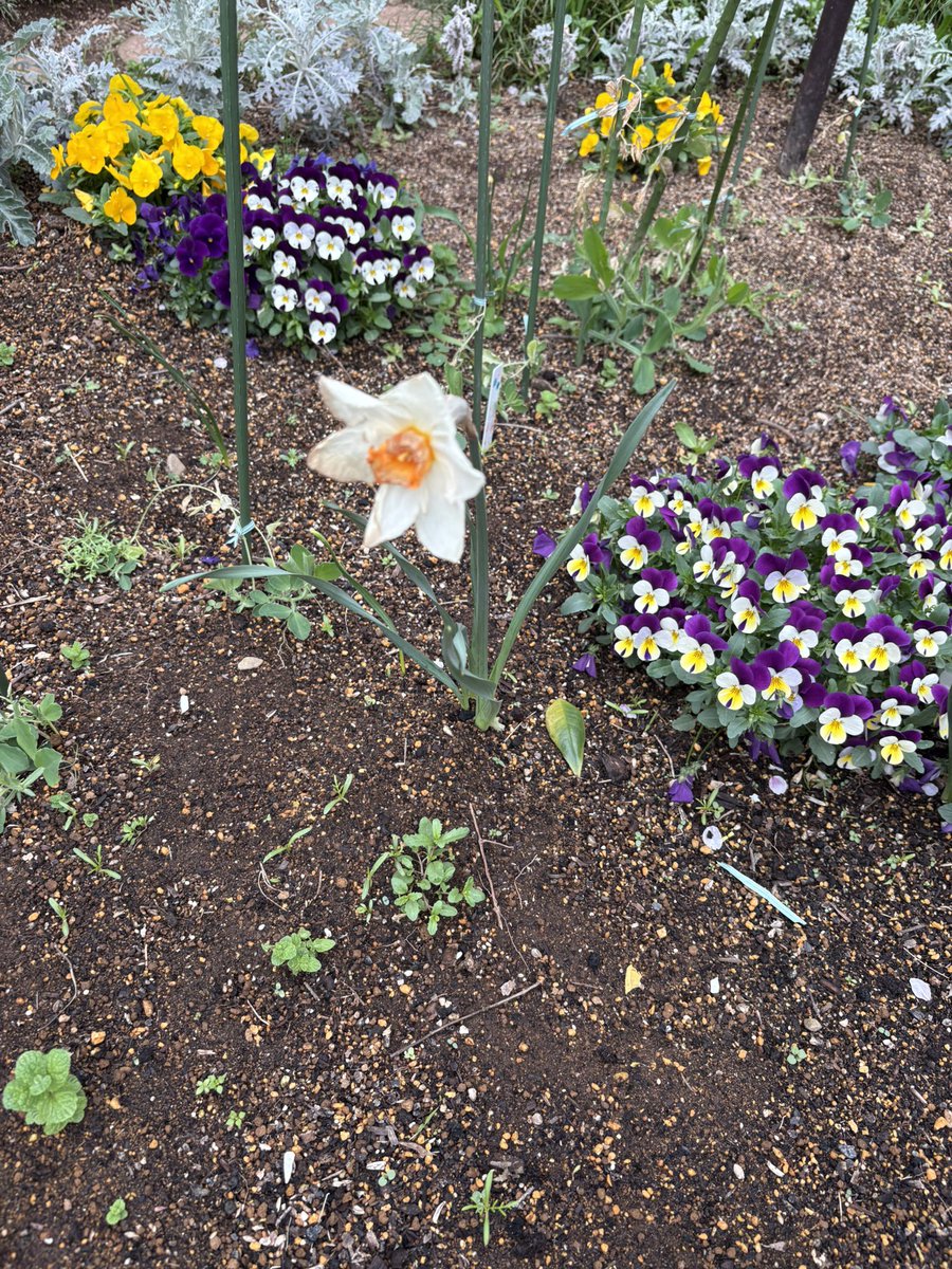 👹さしみ 🍣🫨🫥水樹奈々🎤✨🩵 tweet media