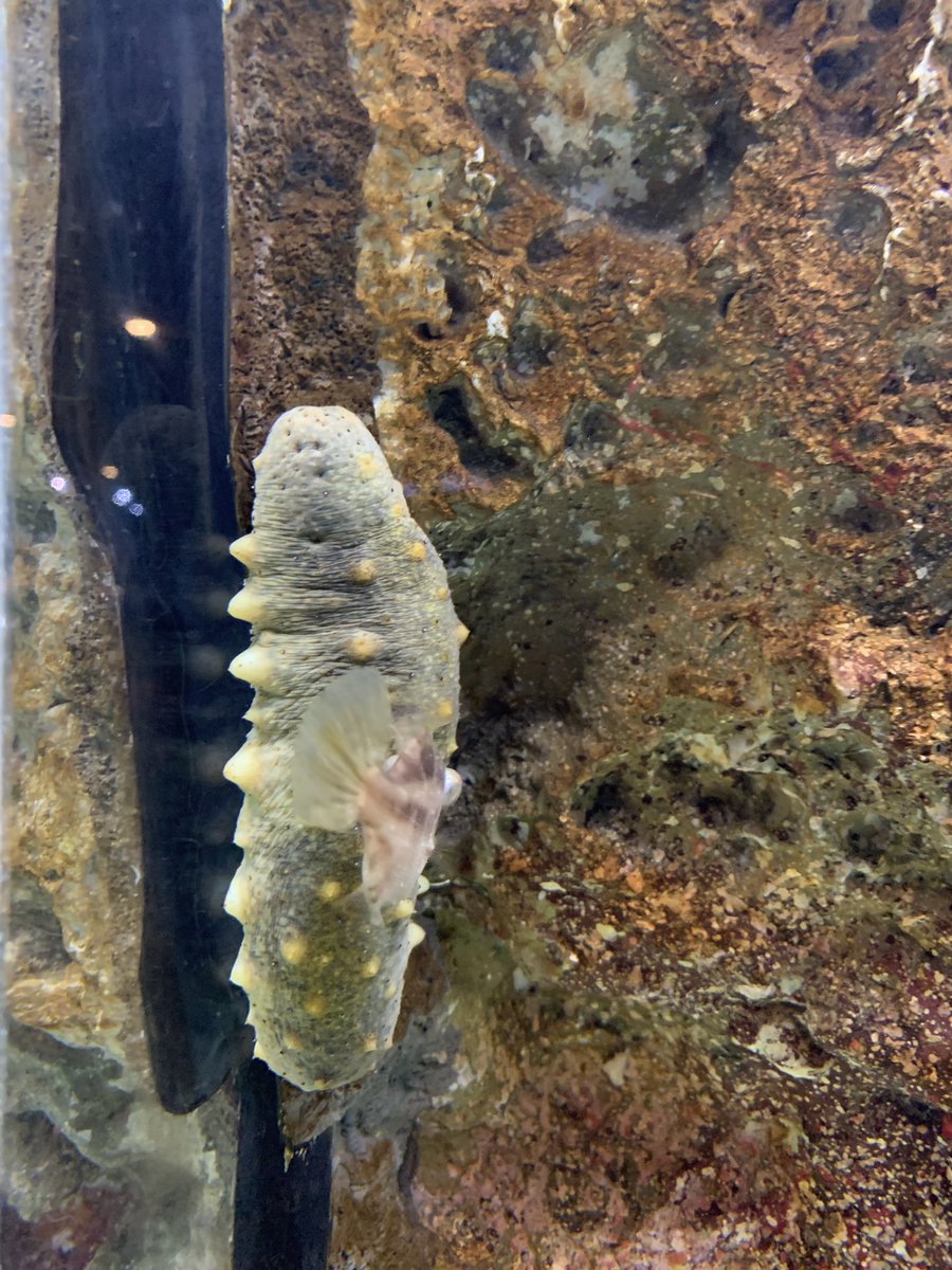 ﾄﾞﾋﾟｭｯｼｰ tweet media