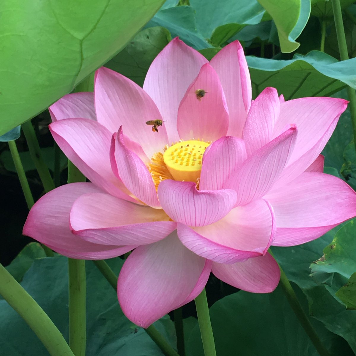 みそや tweet media