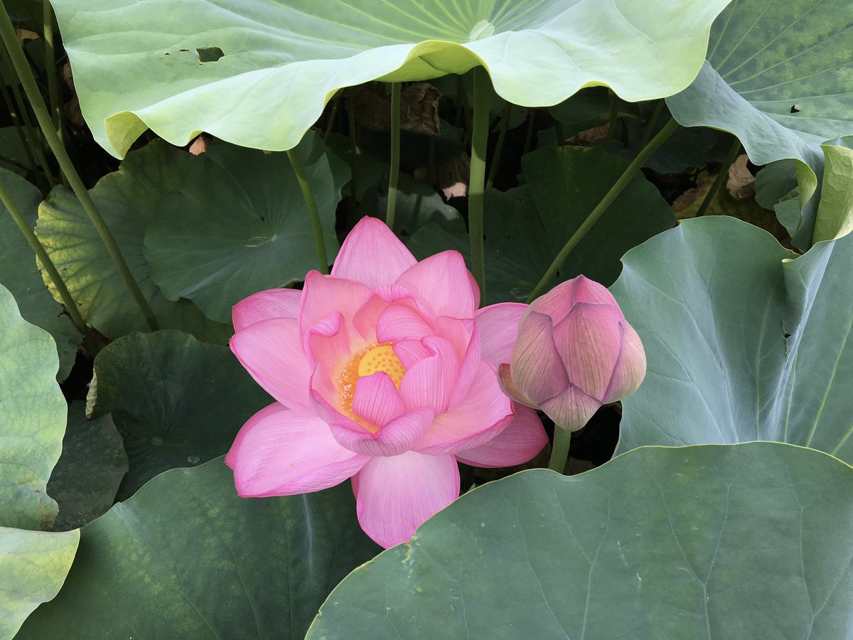 みそや tweet media