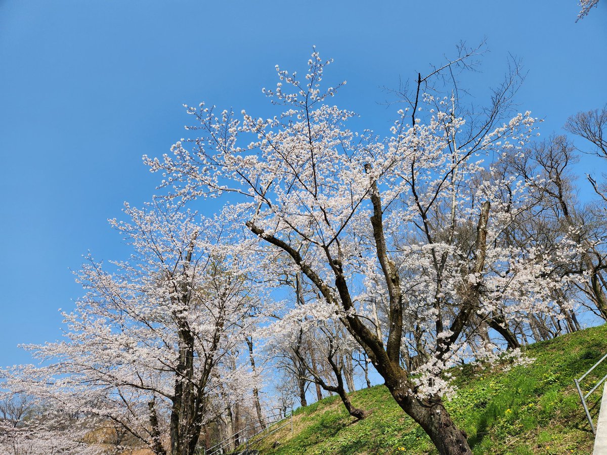 oyuikake2435's tweet photo. 連日の雨でもう散っちゃうだろうけど、この春は何度か桜を楽しめました🌸
桜を見るとなぜだか嬉しくなる。 https://t.co/eHH43fC3VN