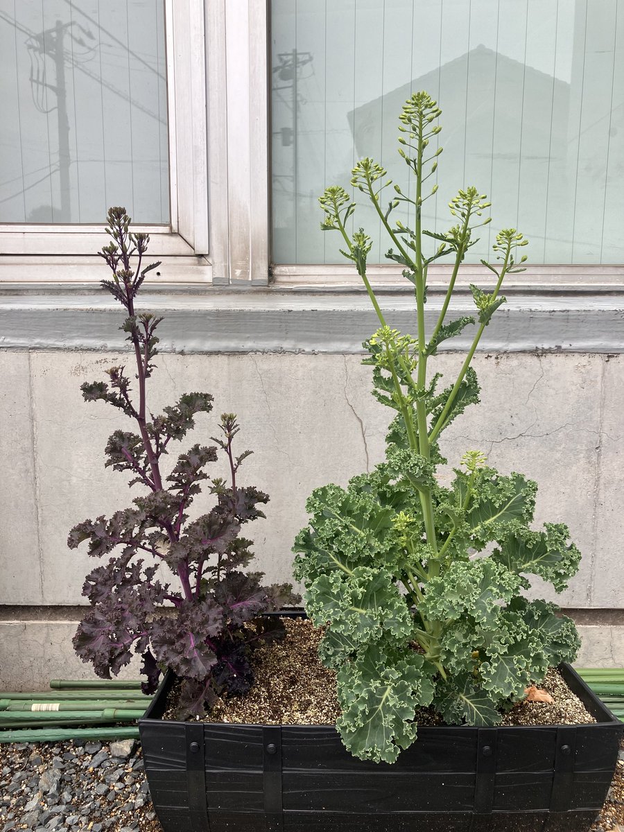 TOKITA_SEED's tweet photo. 温かくなってきましたね🏵️
#家庭菜園 #カリーノケール
花が咲いた後の葉っぱは小さいですが、柔らかくて美味しいです！

最後の菜の花までおいしくいただきましょう！ https://t.co/I0KN6ncFtZ