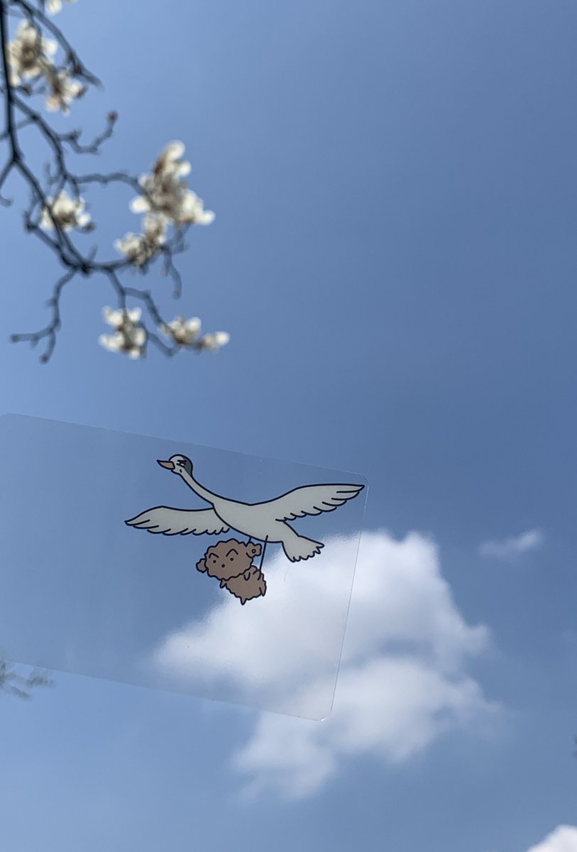 비스켓볼 tweet media