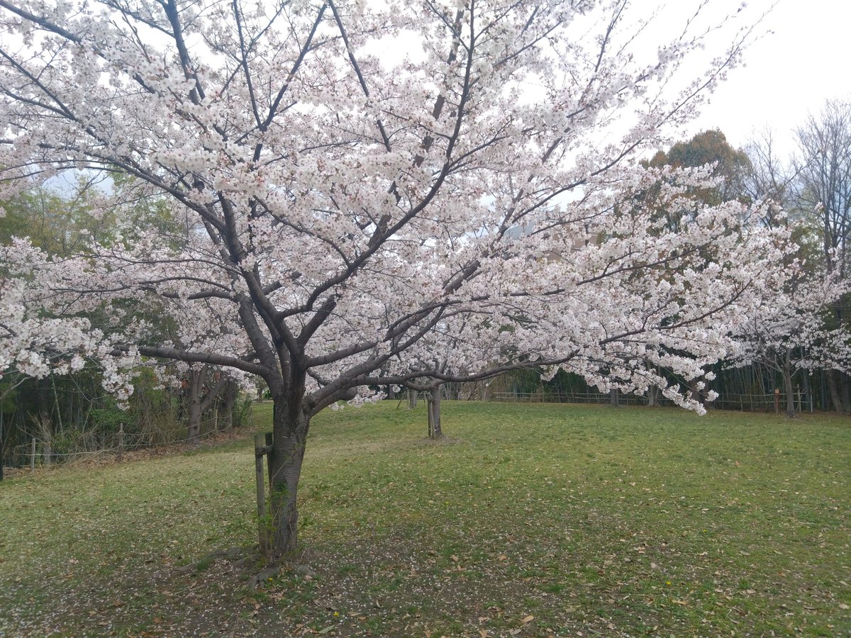 ふな!! tweet media