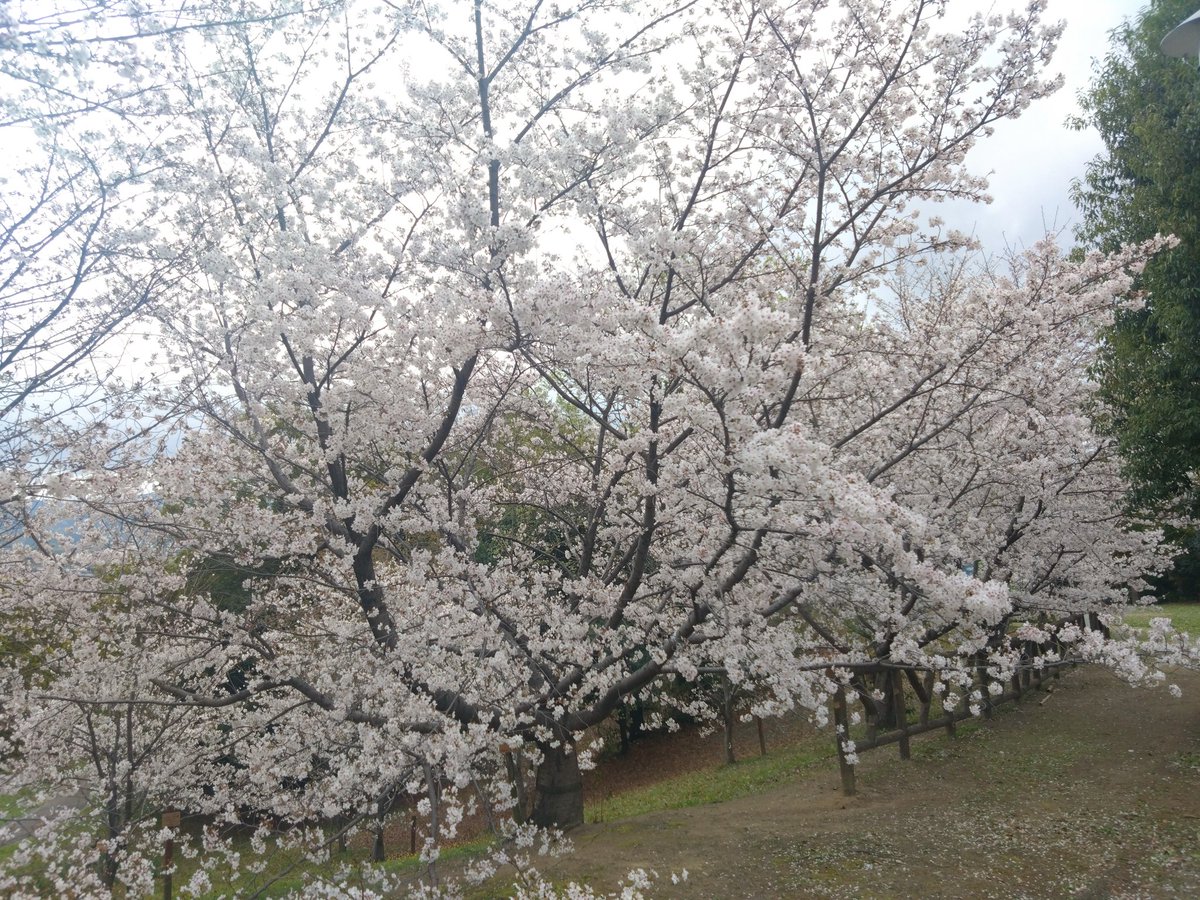 ふな!! tweet media