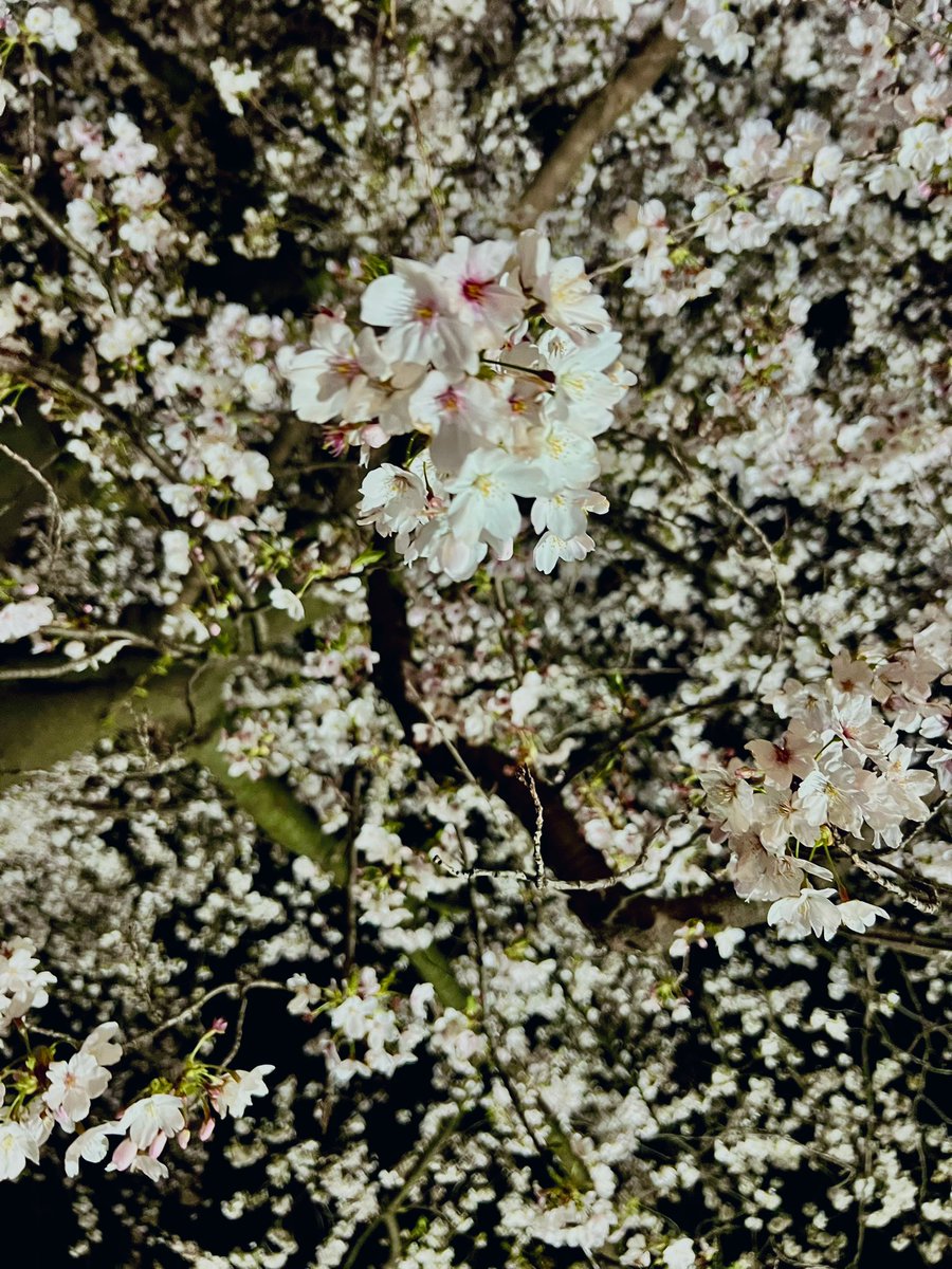 ちぇる🍏7/5ゼンジン tweet media