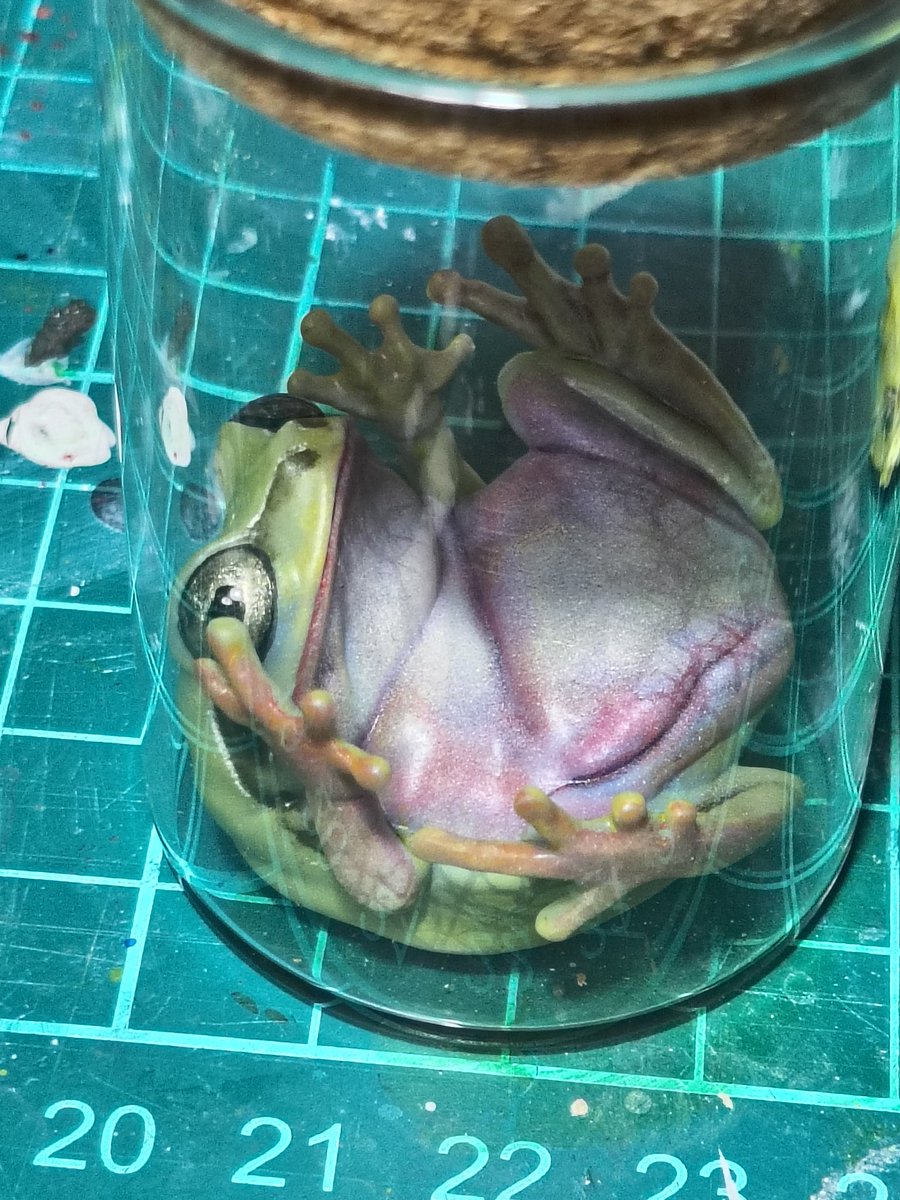 Bakaeru_model:蛙の棚 tweet media