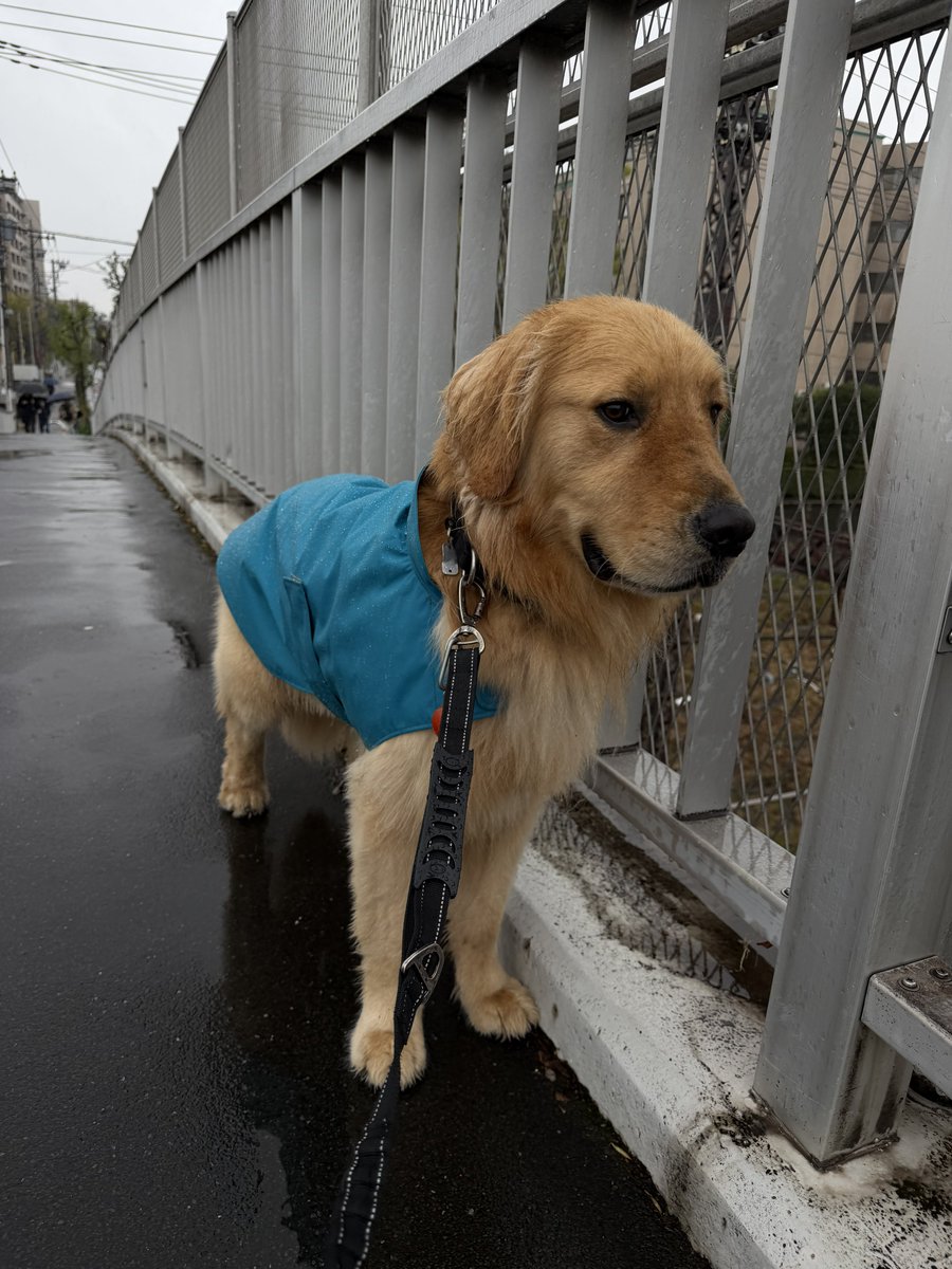 ゴールデンのボンド tweet media