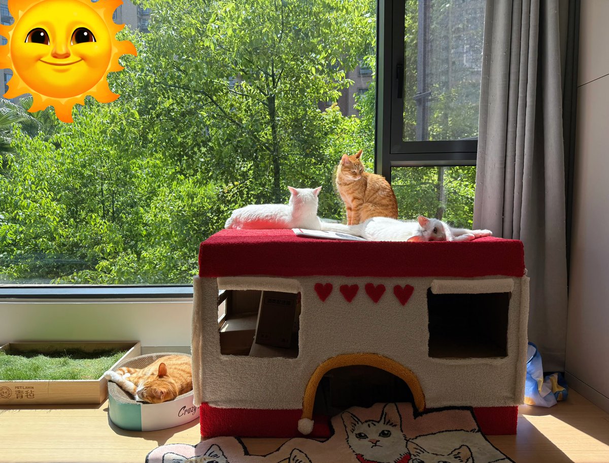 Boooo波妞! tweet media