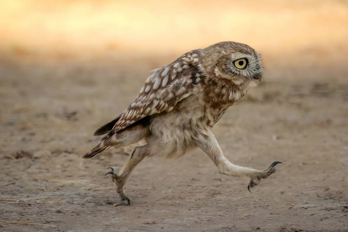 Science girl tweet media