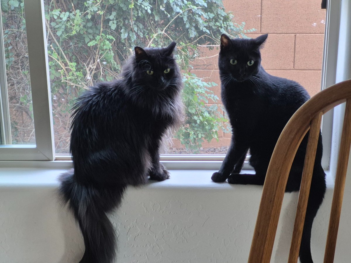 LyrisFEV || Cat VTuber 💗🐈 tweet media