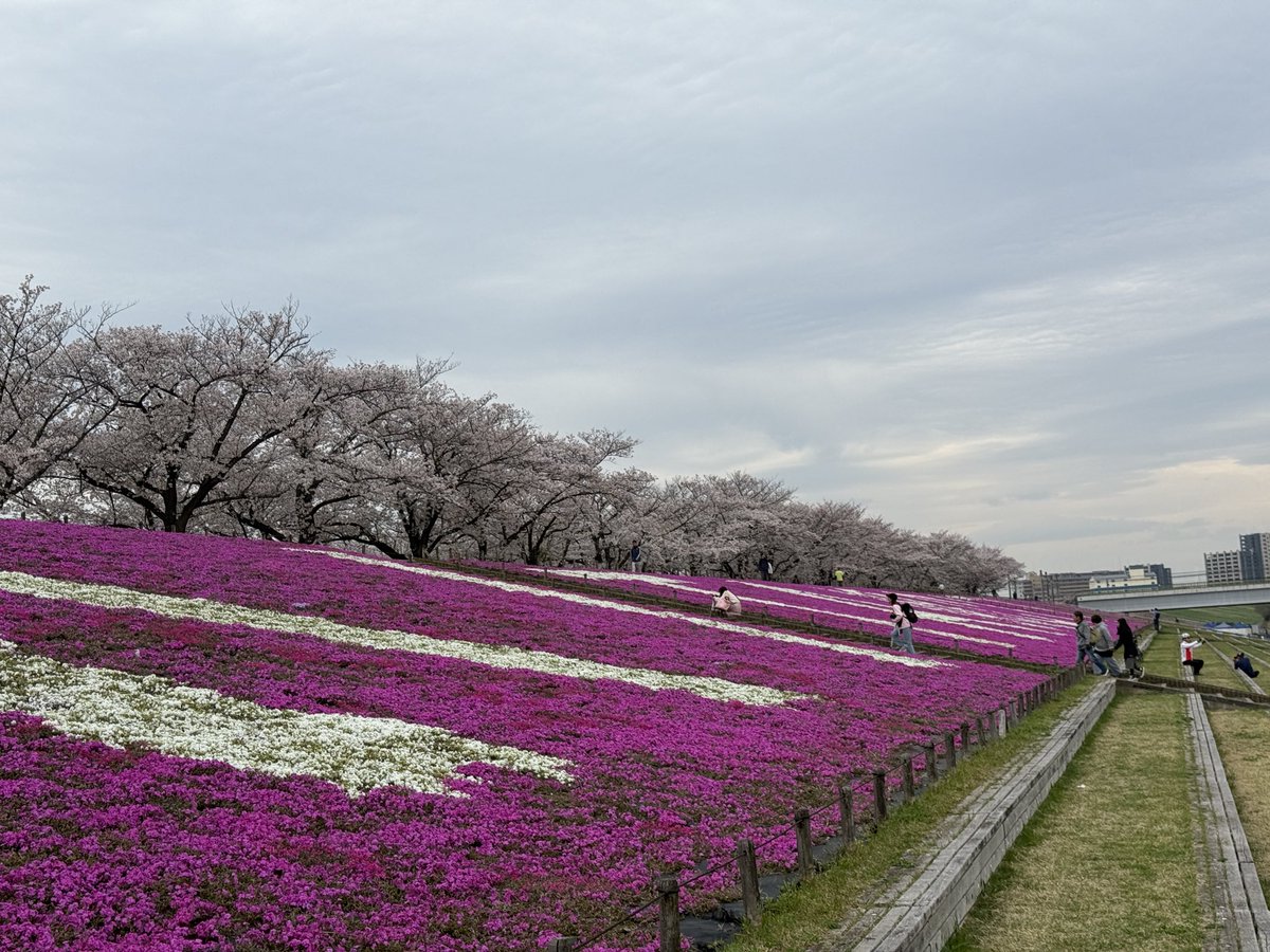 Tsukki_Run's tweet photo. 朝ラン5キロ
桜が満開でした。
下では赤羽桜マラソンの準備をしていました。

走って、センベロハシゴなんて最高じゃん。
来年参戦しよう https://t.co/wlrxE4LcuI