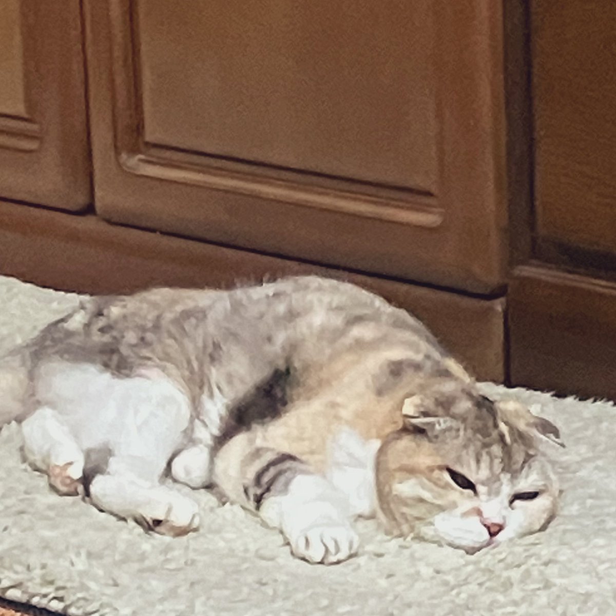 レニー🐾ゲーミング猫 tweet media