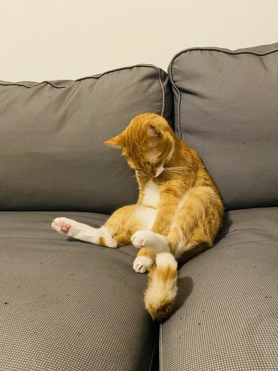 Zrz✡️Bebičkopf tweet media