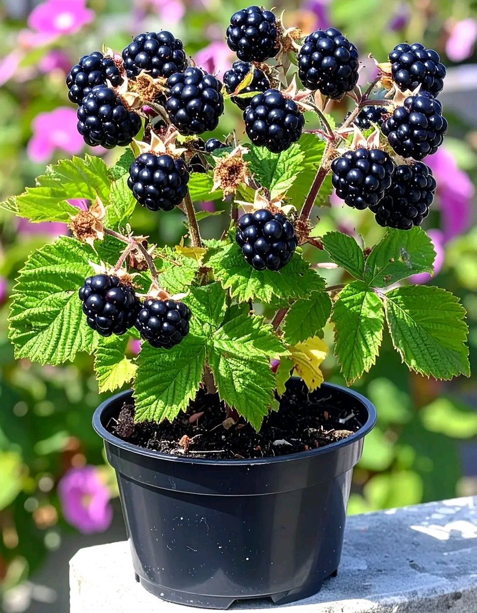 AGRICULTURE NOTES tweet media