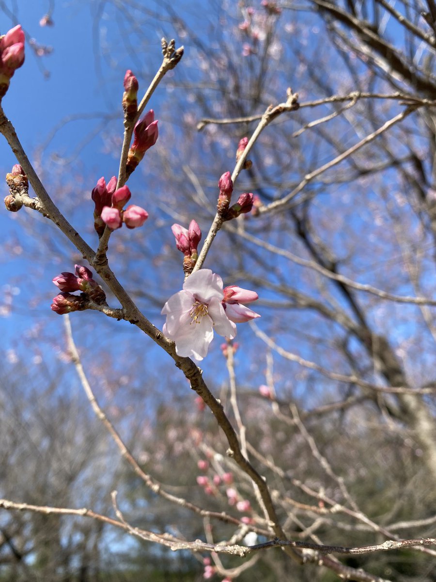 まっしろかち☁️Skeb募集中 tweet media