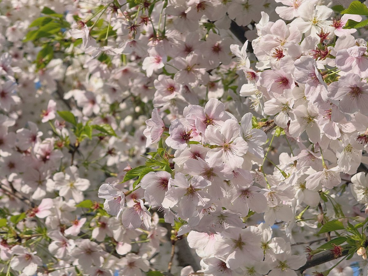 寧(´･ω･`)｜省電模式 tweet media