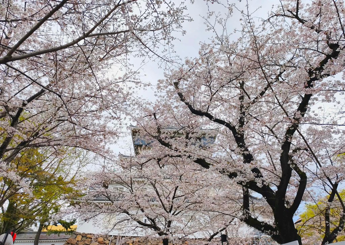 小倉城【公式】Kokura Castle🏯 tweet media
