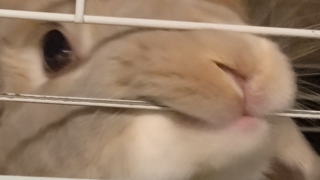 うさぎのじぇじぇ tweet media