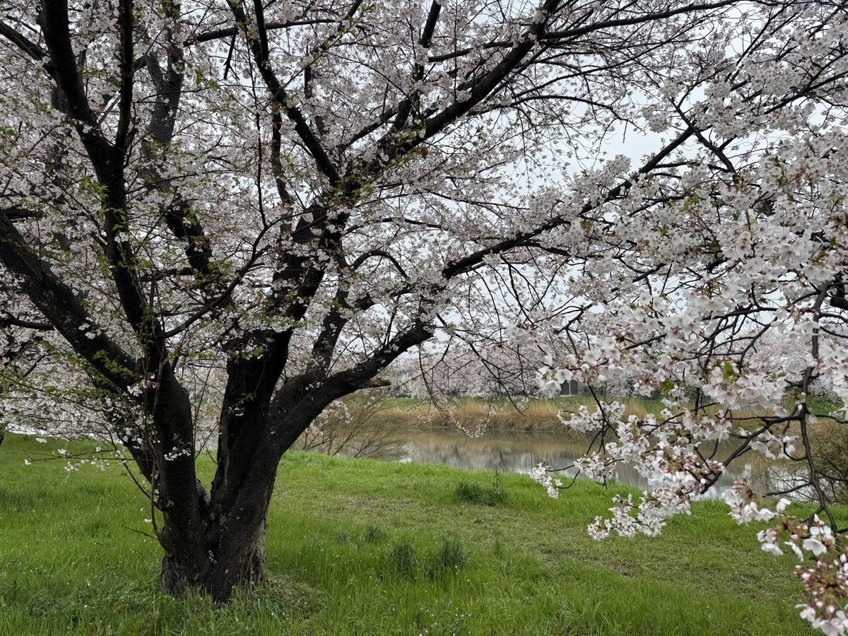 まく@TRRS関トラでるぞ〜🔥 tweet media