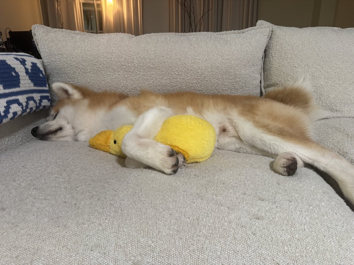 ﾉﾘｰｰｰﾝ tweet media