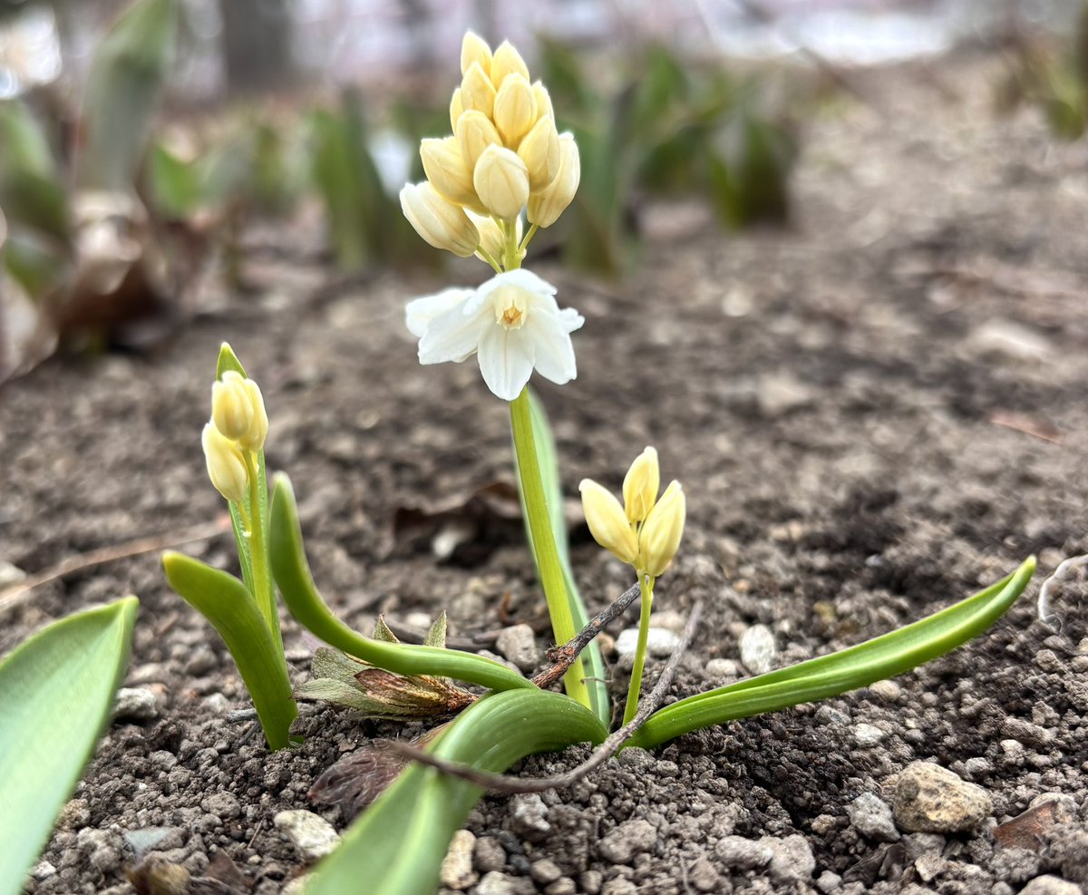 美夜月 tweet media