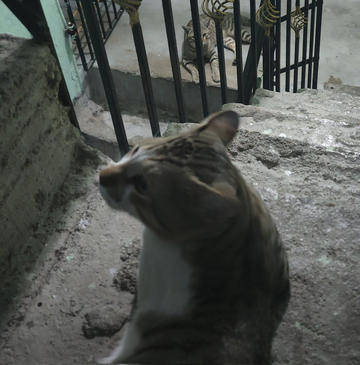 catshealworldd's tweet image. When you want to be mad but the head scratches hit just right. 😾💆‍♂️ Listen to those spicy growls! 

#CatLife #SpicyCat #Growling 
@rosalind4peace @alisonbeach611 @GeorgeSealyons @coolcatsociety @aliciaandrz