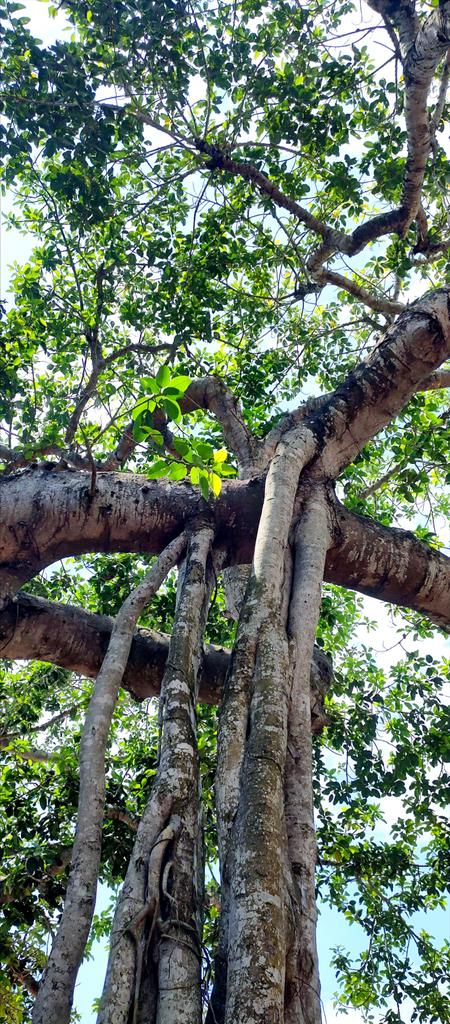 infotainmentod's tweet image. Happy weekend treepeople 🌿🌳🌿 

#trees #nature #treetime
#treeclub #treelove #treepeople