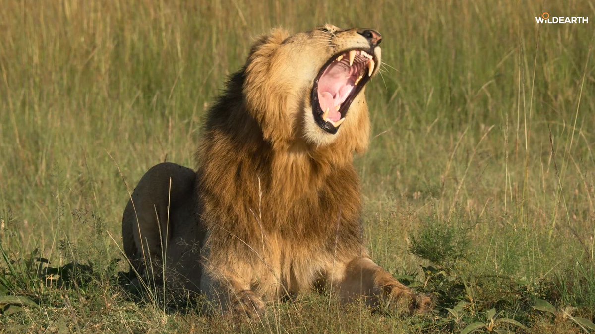 WildEarth tweet media