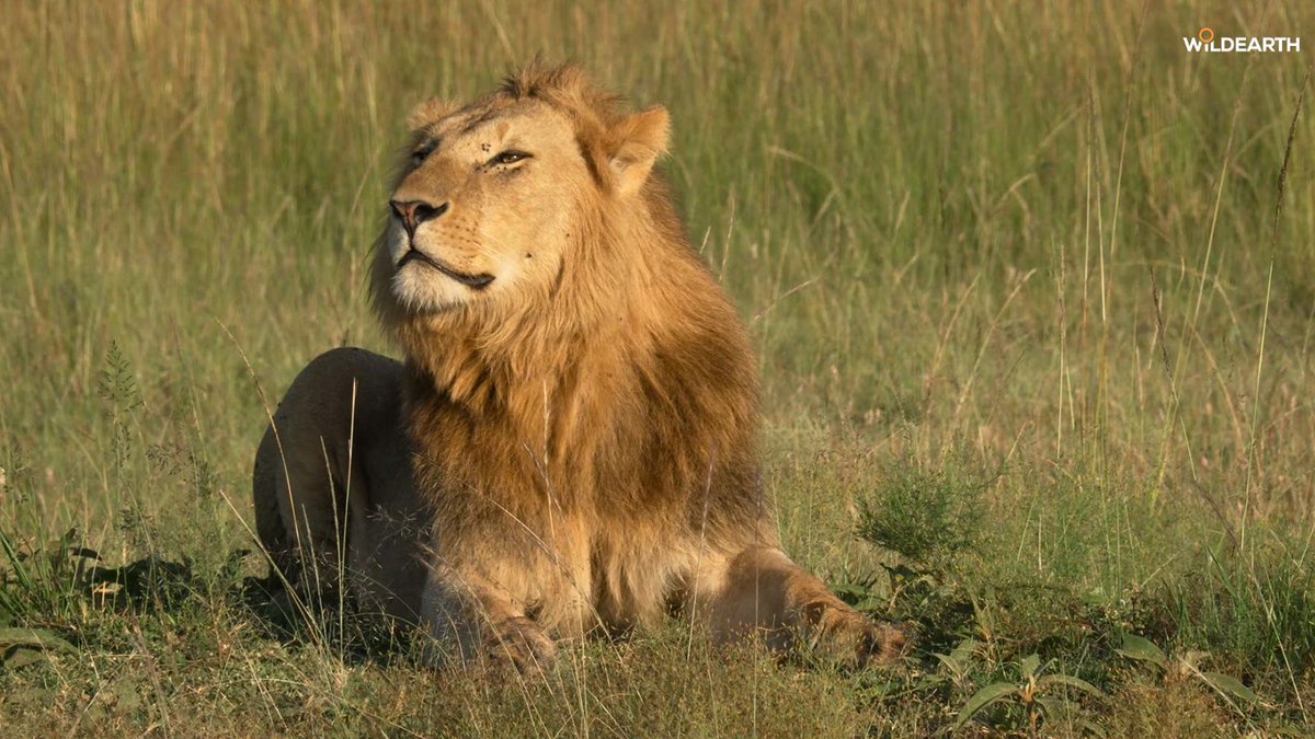 WildEarth tweet media