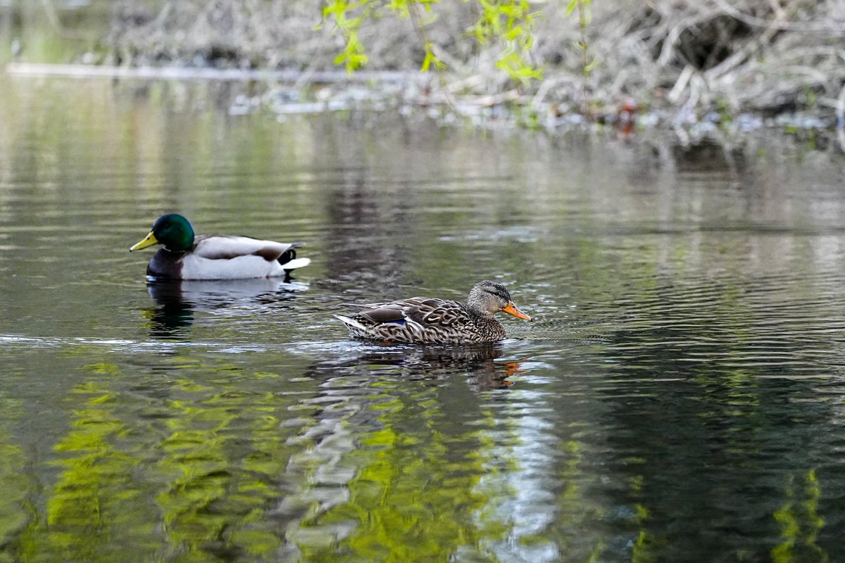 SkykidLan's tweet image. A peaceful, reflective Good Friday. 
#Vancouver 🇨🇦