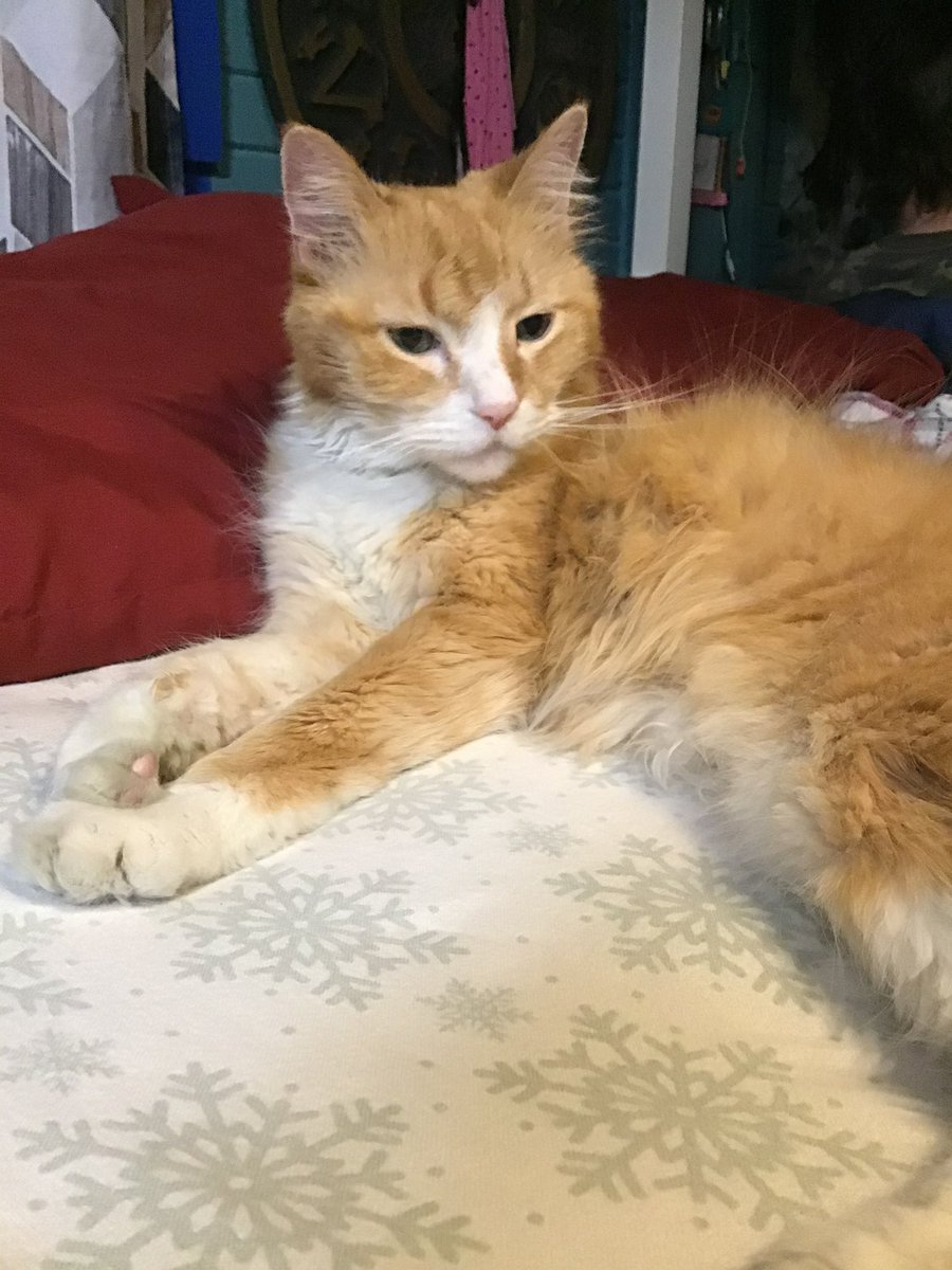 ale ♡ requiem tweet media