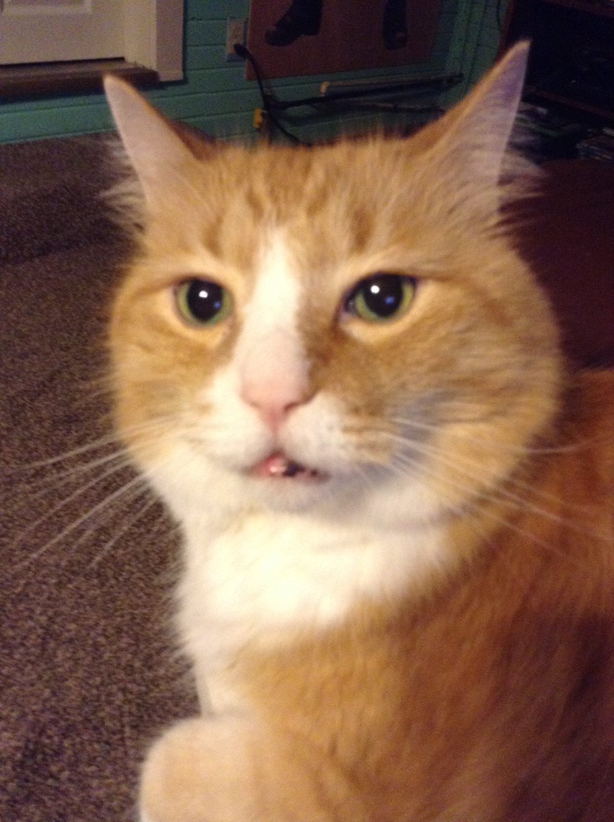 ale ♡ requiem tweet media