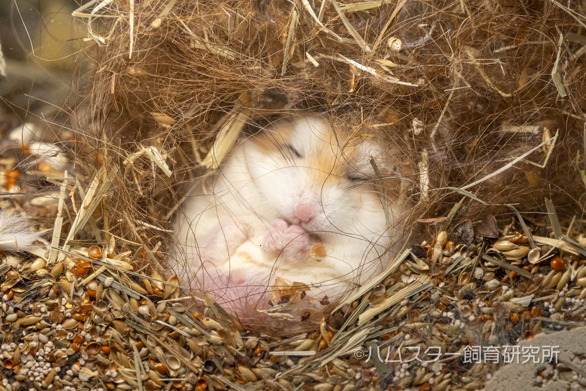ジャンガリアン飼育研究所@所長:つん tweet media