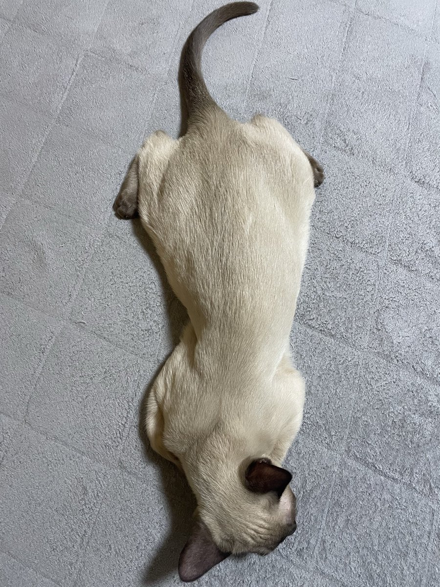 めにちゃんねる tweet media