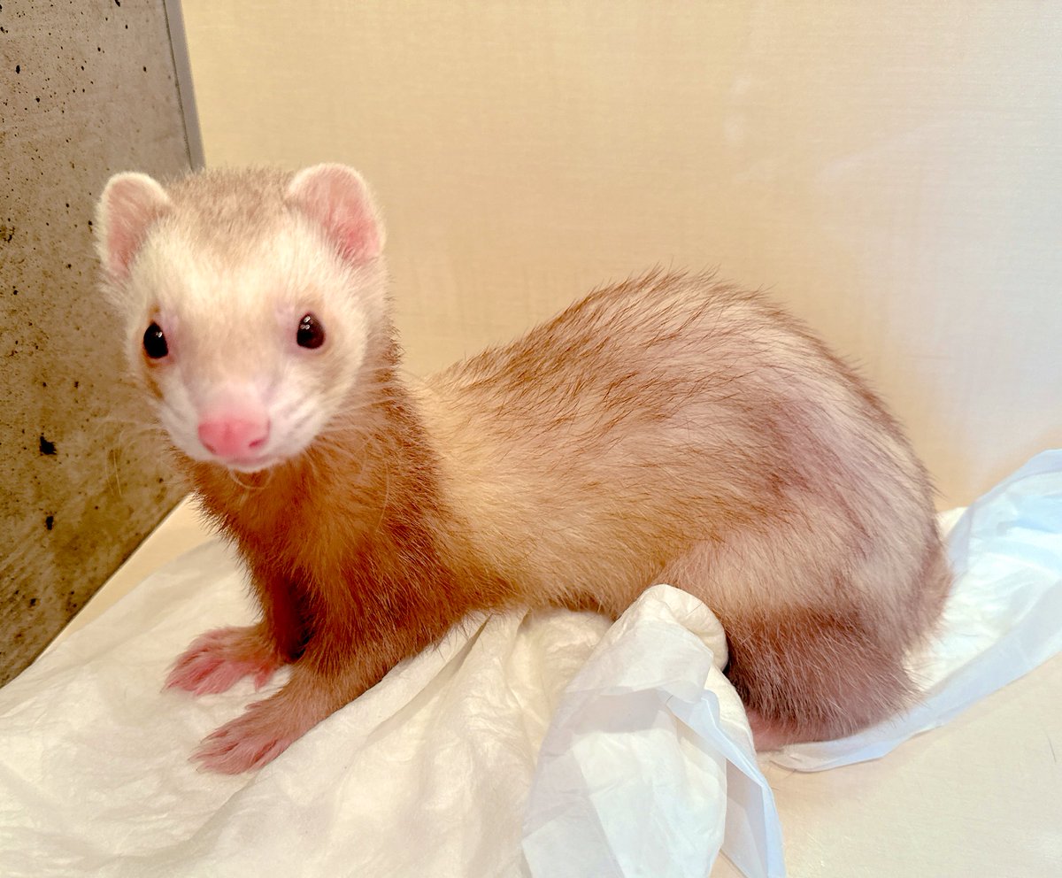 昌(あき) tweet media