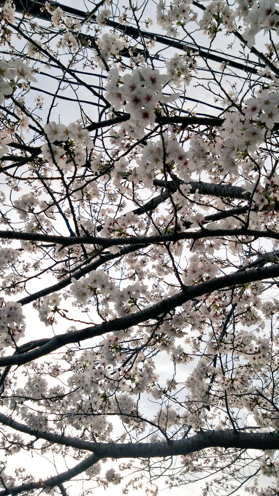 タマタマ🩷🩵 tweet media