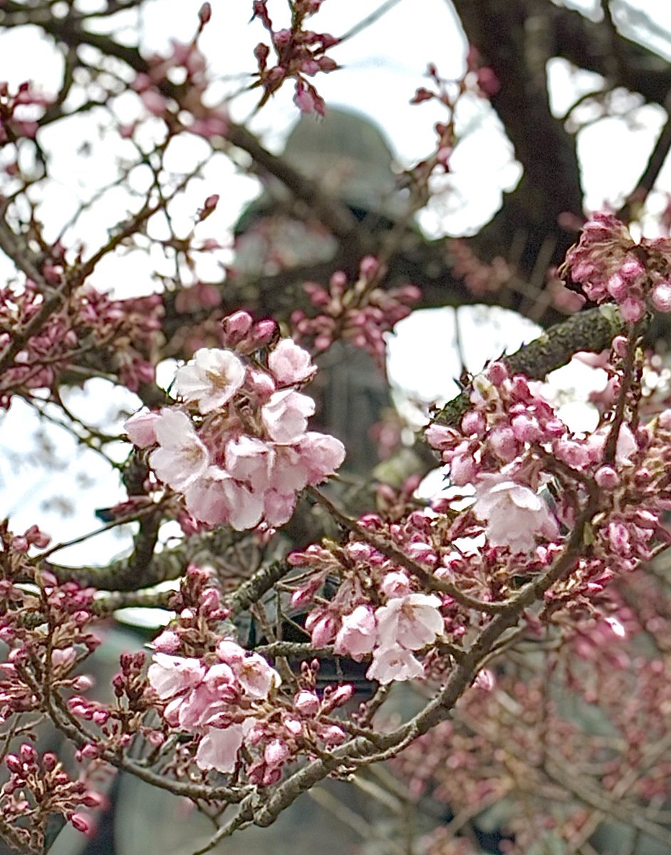 支倉常長@伊達武将隊/歴史講座 支倉ないと tweet media