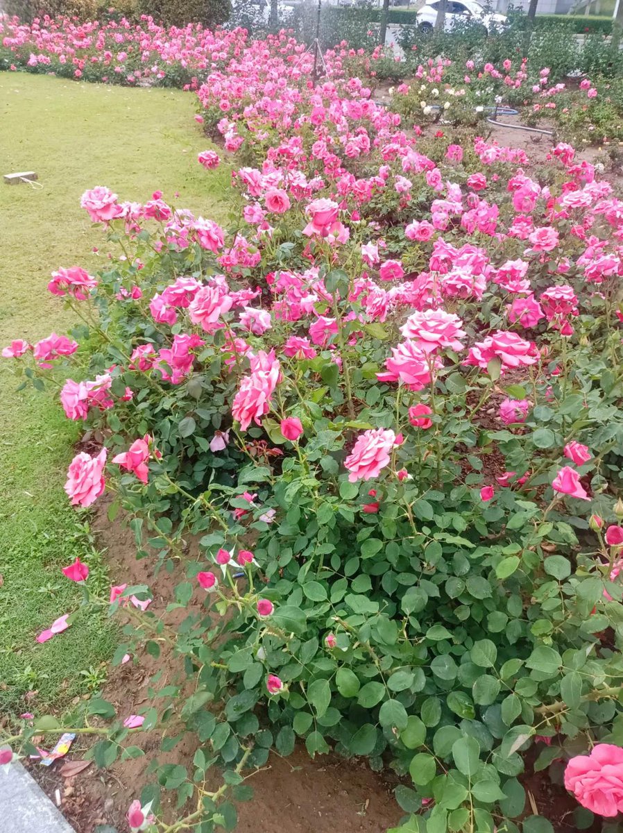 Aadil Hashmi tweet media