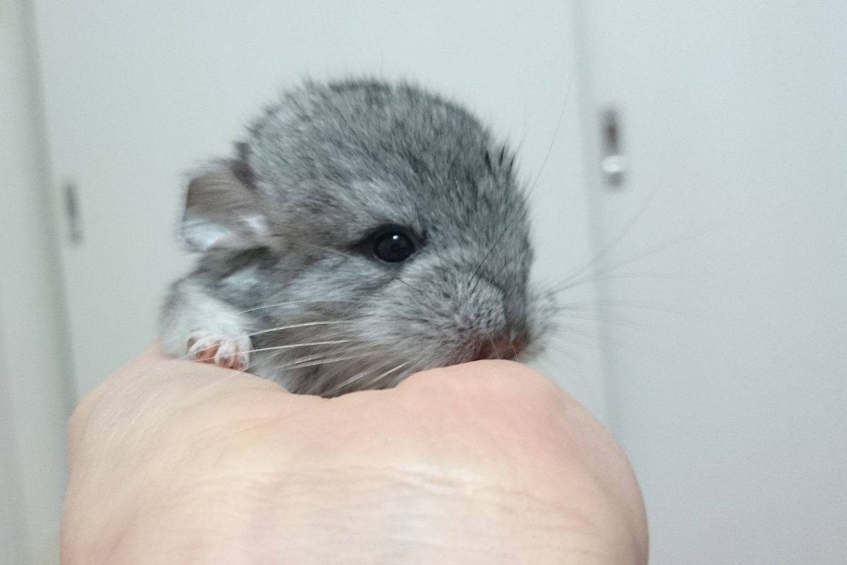 か(ω)も tweet media