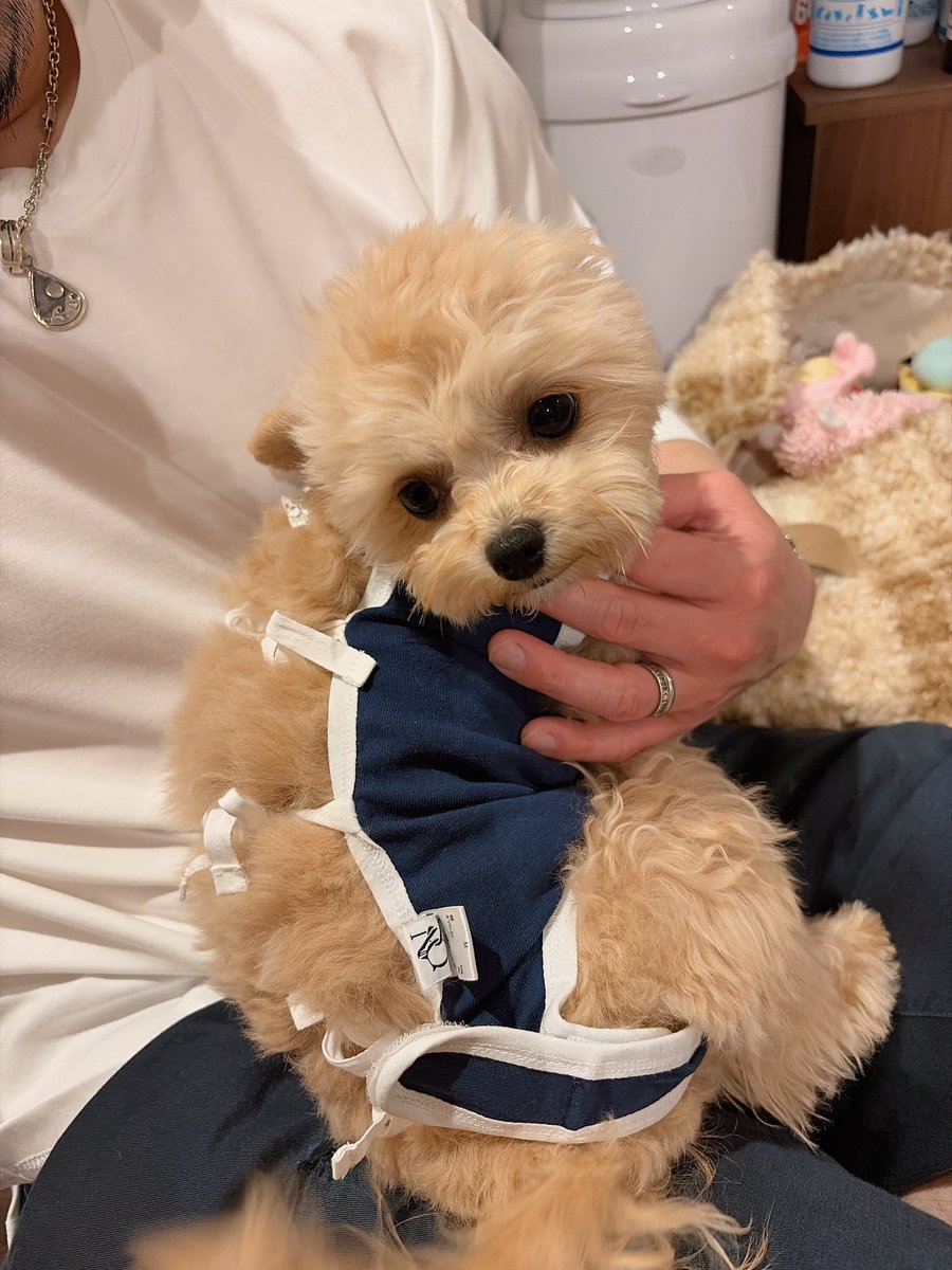 LinaBelltan's tweet photo. 避妊手術頑張ったよ🐶

#愛犬 #愛犬との暮らし  #犬のいる幸せ https://t.co/fWax5RMzDH