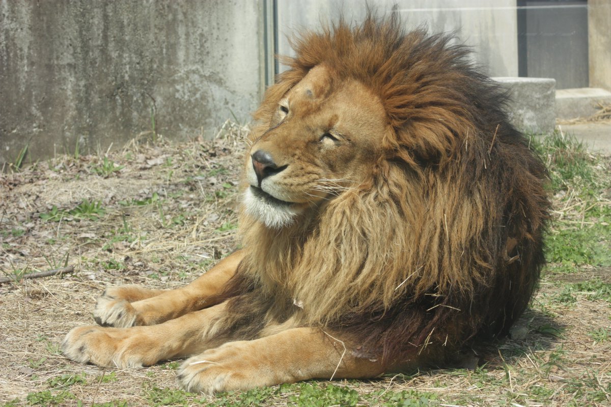 ©やっほーさん 𖤣𖥧𖥣｡𖥧 𖧧 𓃰 tweet media