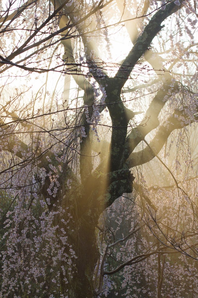 櫻井貴流@551のお膝元💞🦩 tweet media