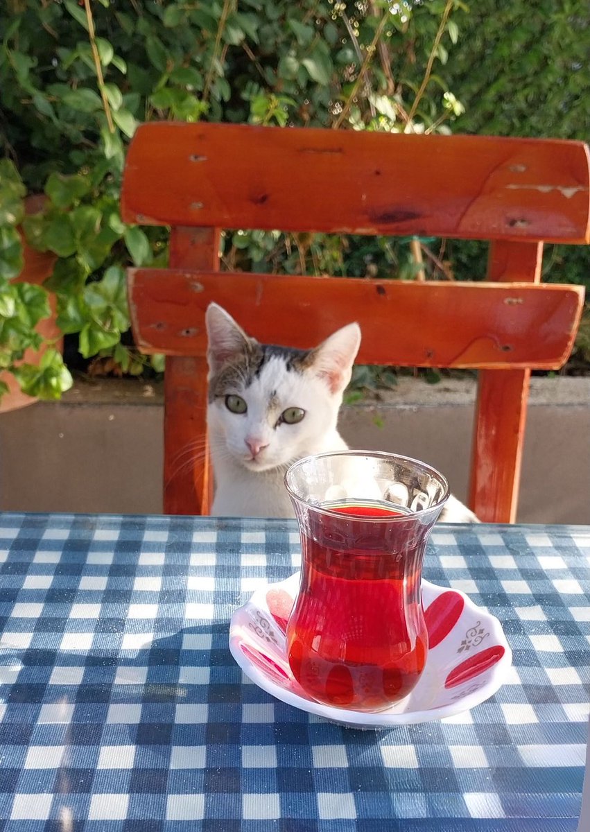 𝐞𝐫𝐤𝐚𝐧 tweet media