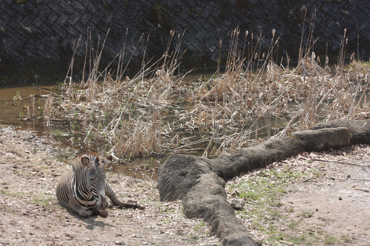 ©やっほーさん 𖤣𖥧𖥣｡𖥧 𖧧 𓃰 tweet media