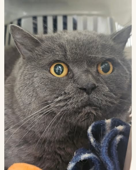 yolanda schultes tweet media