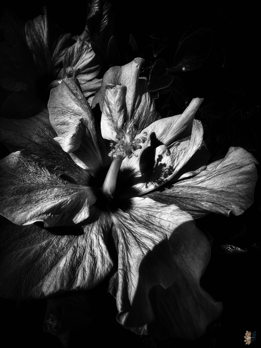 🌿𝔈𝔩𝔣𝔢𝔞𝔯𝔰𝔣𝔬𝔵𝔰𝔬𝔵🌿 tweet media