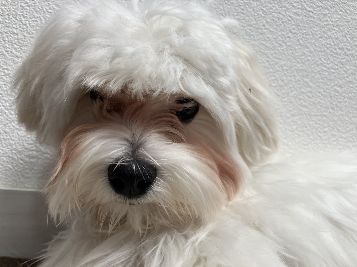 アルハルノヒ【ゲーム配信者】 tweet media